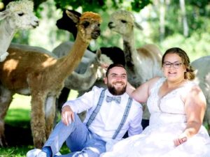 Ламы гости свадьбы